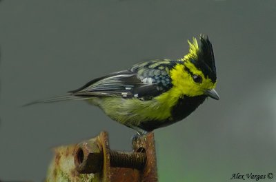 Yellow-cheeked Tit - male -- sp 90