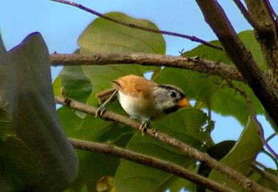 Grey-headed Parrotbill -- sp 98