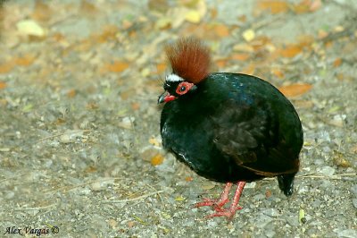 Crested Wood Partridge -- sp 4