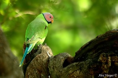 Blossom-headed Parakeet -- sp 114