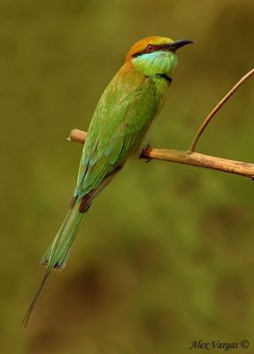 Green Bee-eater -- sp 112