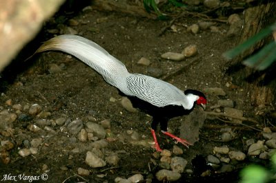 Silver Pheasant -- sp 2