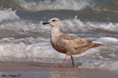 Slaty-backed Gull - juvenile -- sp 190