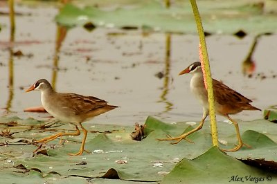 White-browed Crake - couple -- sp 149