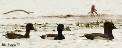 Tufted Duck -- sp 157
