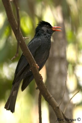 Black Bulbul -- 2008 - 2