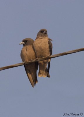 Ashy Woodswallow -- 2008