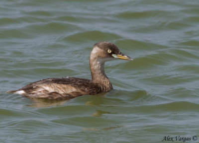 Little Grebe - non breeding -- sp 143