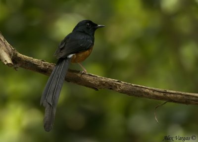 White-rumped Shama - male -- 2008