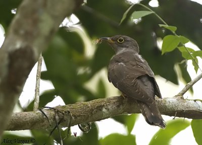 Indian Cuckoo -- sp 121