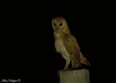 Barn Owl -- sp 131