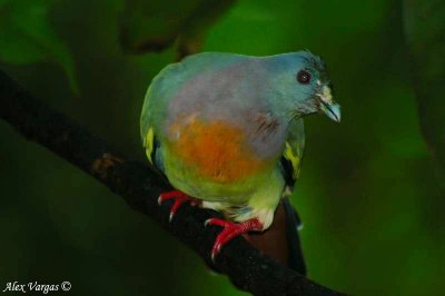 Pink-necked Green Pigeon -- sp 122