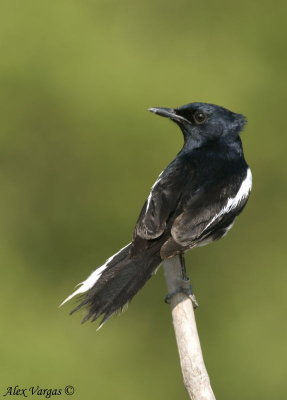 Oriental Magpie-Robin - male -- 2