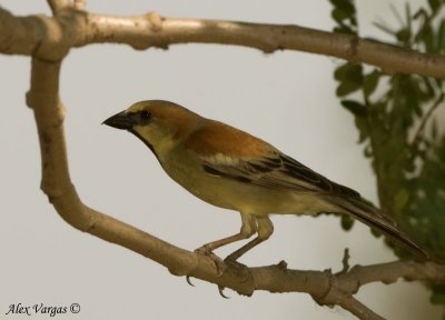 Plain-backed Sparrow -- sp 51
