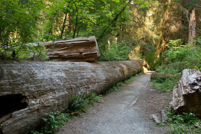 Fallen Cedar