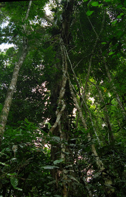 Giant Air Roots