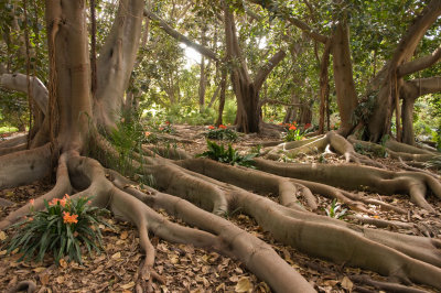 The Banyan Tree