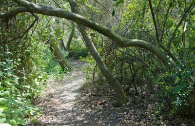 On the Trail