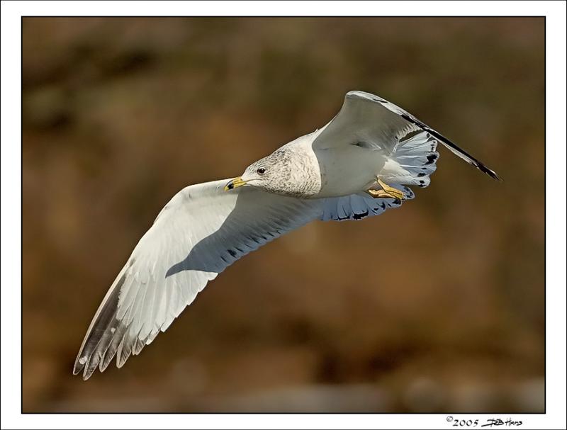 gull-2-new.jpg