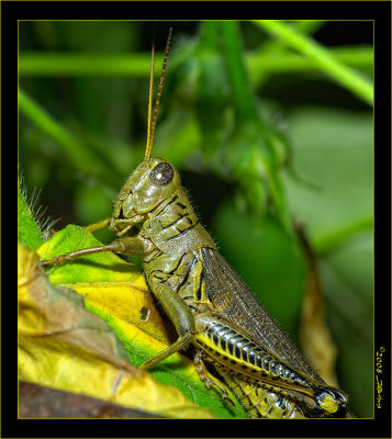 Grasshopper