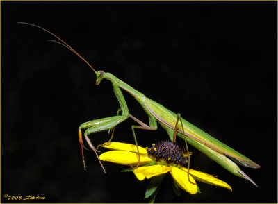 Mantis 1