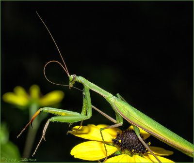 mantis2.jpg