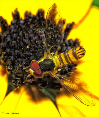 Hoverfly - Top View