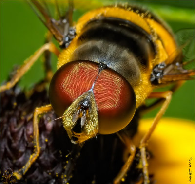 Drone Fly Close Up