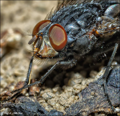 Fly Close Up