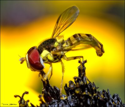 Hoverfly - Side View