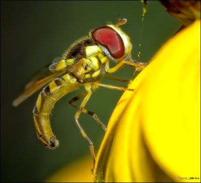 Hoverfly