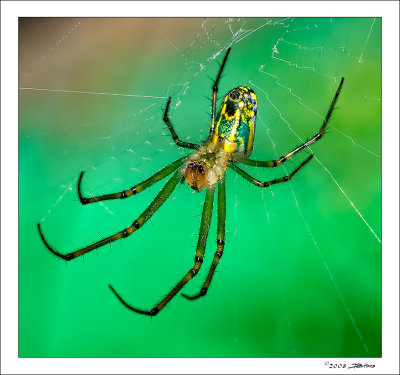 Orchard Spider 