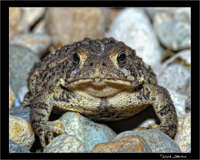 Toad - Front View