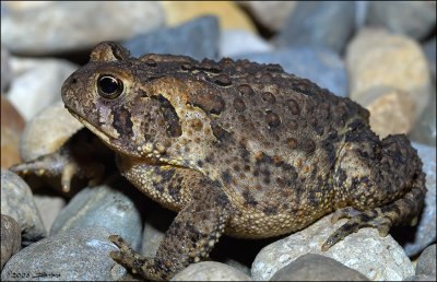 Toad - Side View