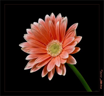 Gerbera Daisy