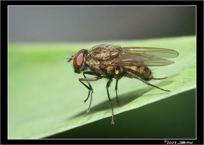 Common-Fly.jpg