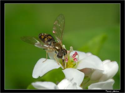 Hoverfly.jpg