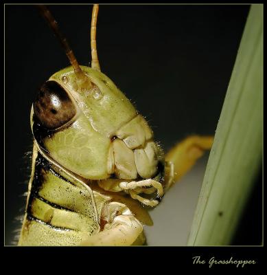 The-Grasshopper.jpg