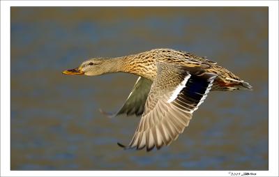 High-Speed-Duck.jpg