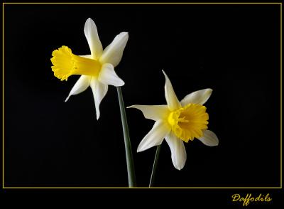 Daffodils2.jpg