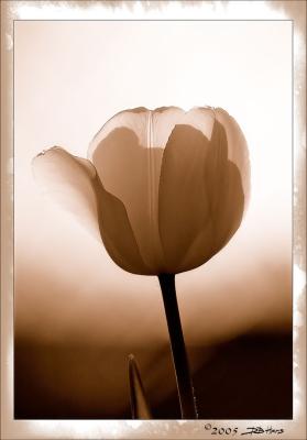 TulipS.jpg