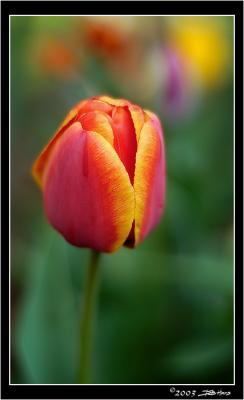 Tulip-2.jpg