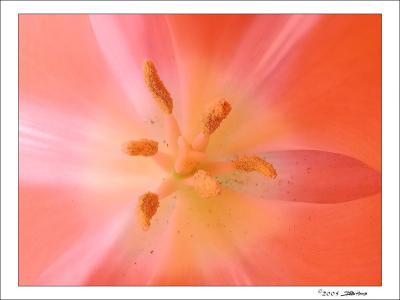 tulipinside.jpg