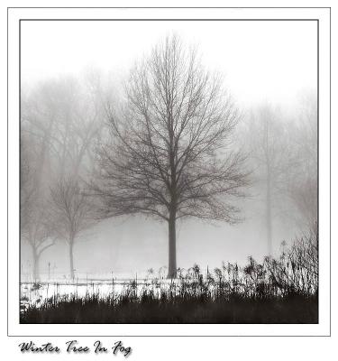 winter-tree-in-fog.jpg