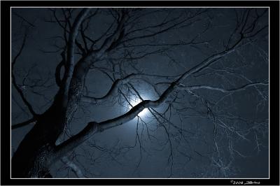 Night-Tree-Winter.jpg