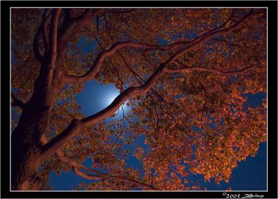 Night-Tree.jpg