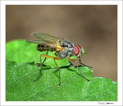 Another Fly