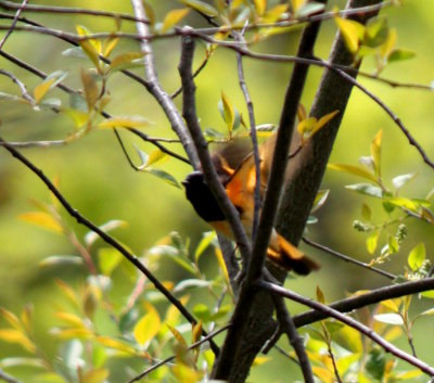 Redstart male