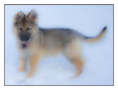 Cleo-Snow-12-weeks-old-5.jpg