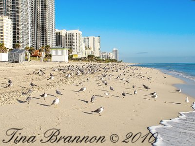 miami_beach_feb_2010